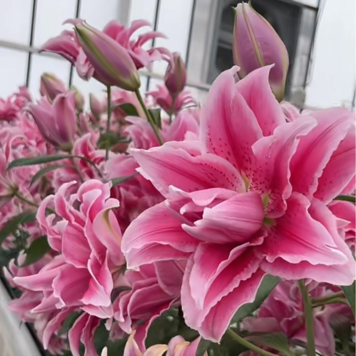 秋百合1颗进口【伊莎贝拉】16/18重瓣香水百合庭院阳台花球