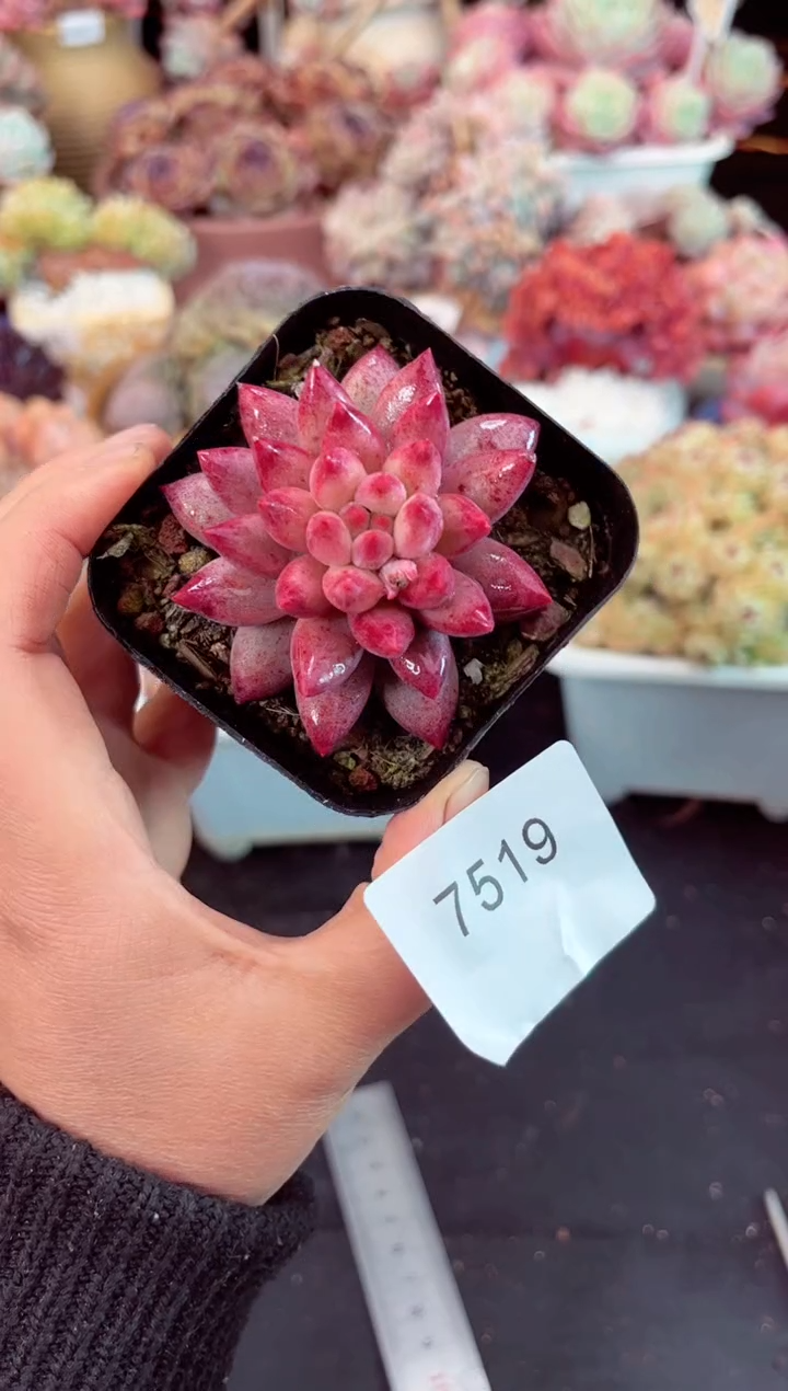 【闪购商品】7519金鱼姬多肉