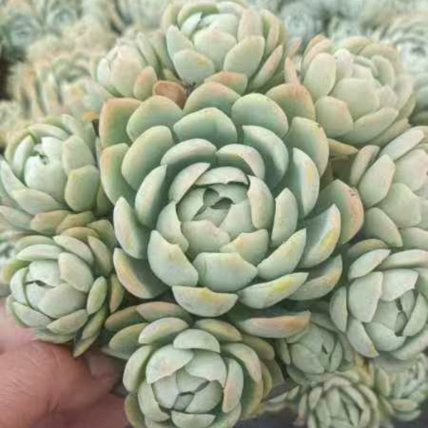 香水贝瑞  好看好养 多肉植物 云南昆明发货