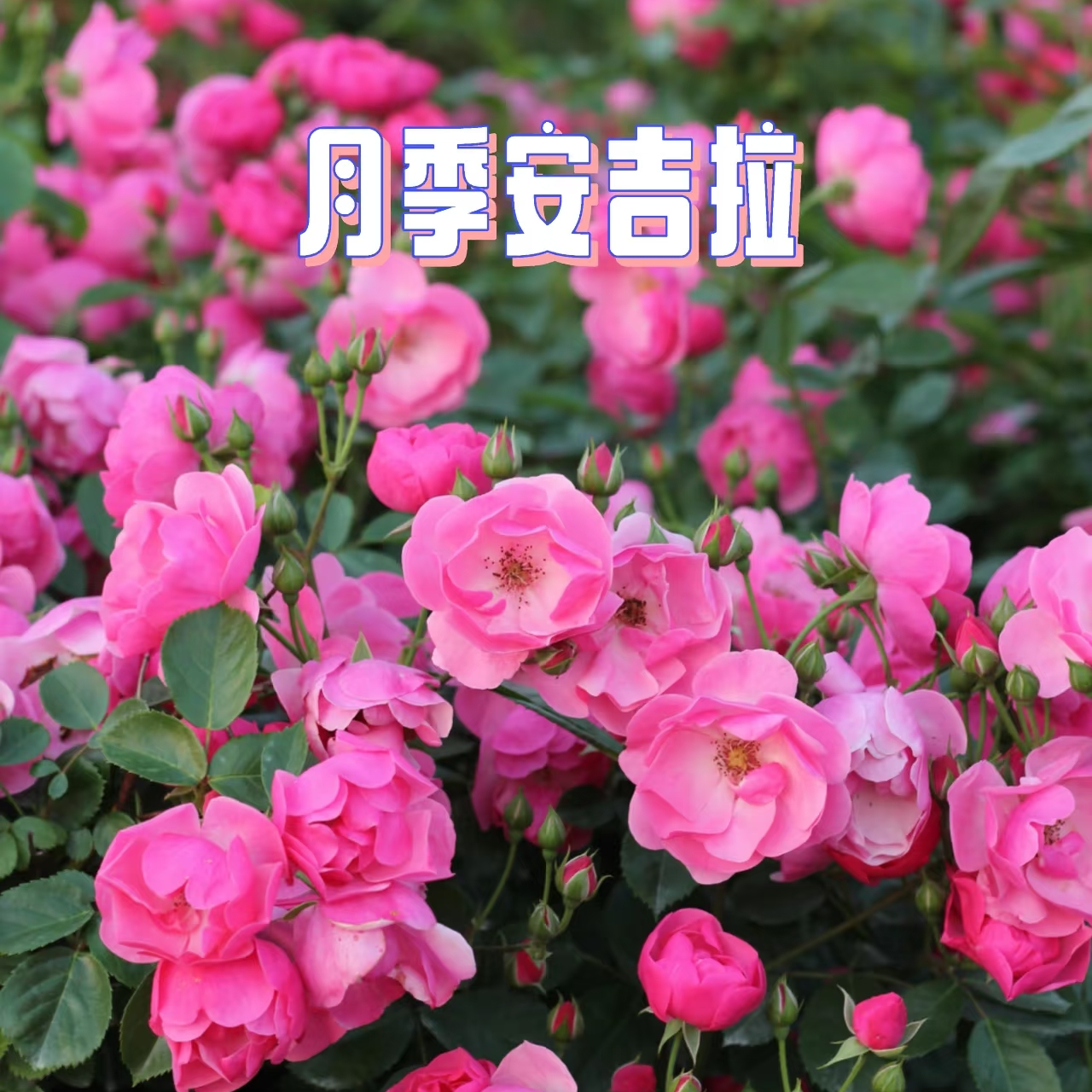 77【安吉拉】月季花苗爬藤月季盆栽植物藤本蔷薇苗庭院