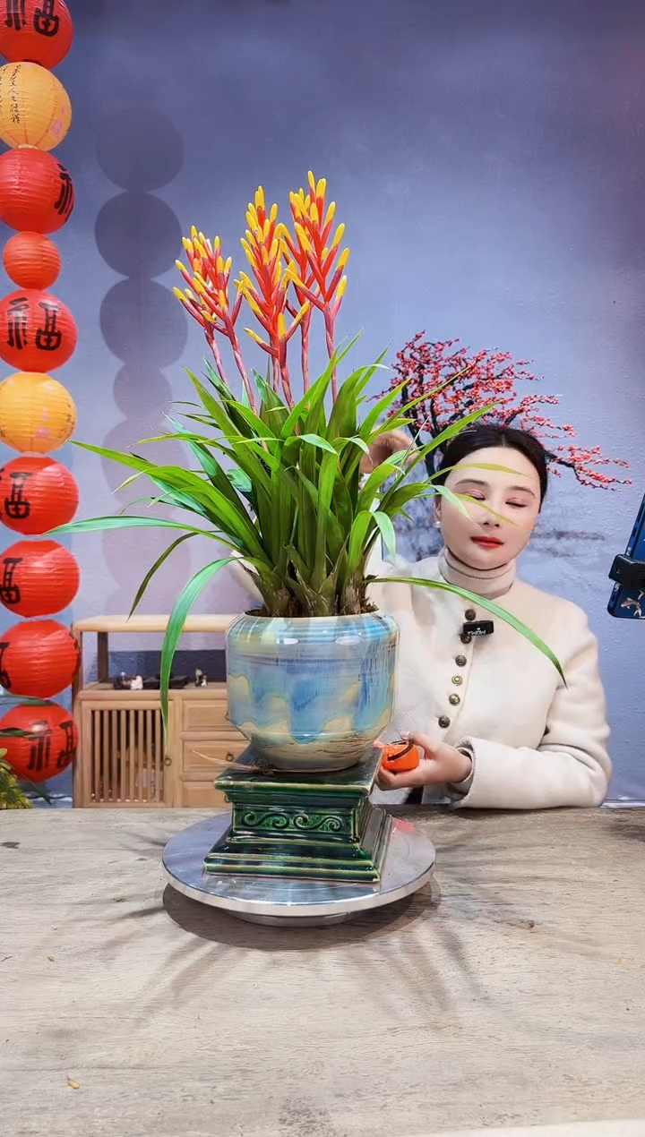【闪购商品】盆景喜炮