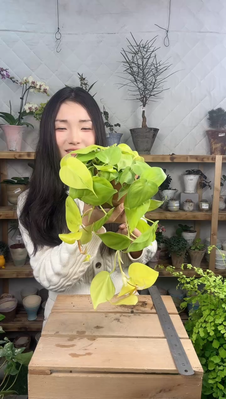 无花朵596柠檬汁育苗盆