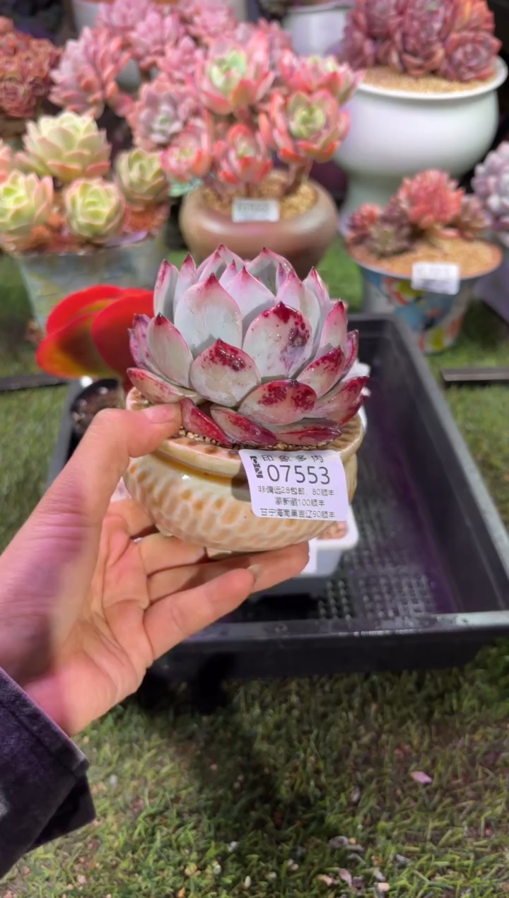 【闪购商品】07553脱土带盆