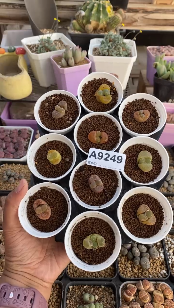 【闪购商品】9249直播一物一拍