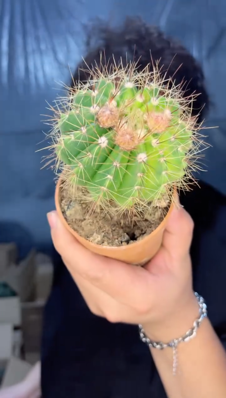 【闪购商品】3颗 实生根 黄花青丸 6-8cm