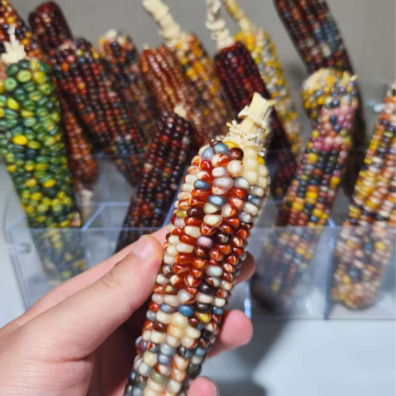 直播间文玩玉米盒子