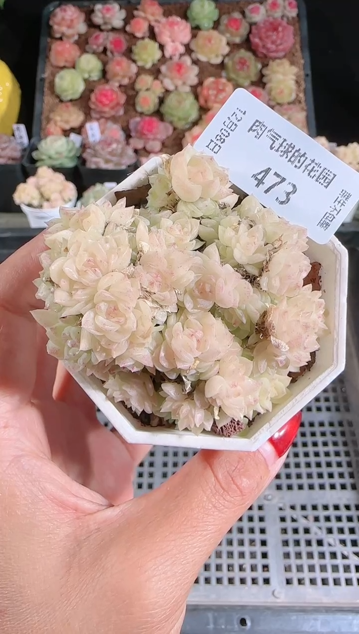 1208-473多肉群生不包整