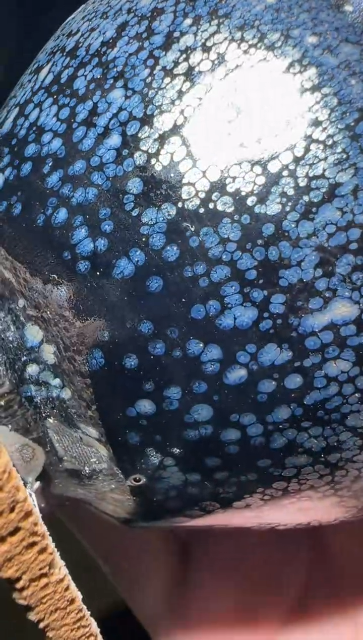 【闪购商品】茶盏茶盏茶盏茶器茶器121水磨底