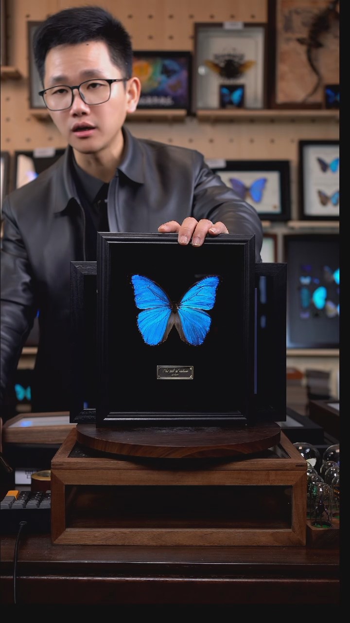 大蓝闪蝶黑绒底版10寸欧式框（带证书）