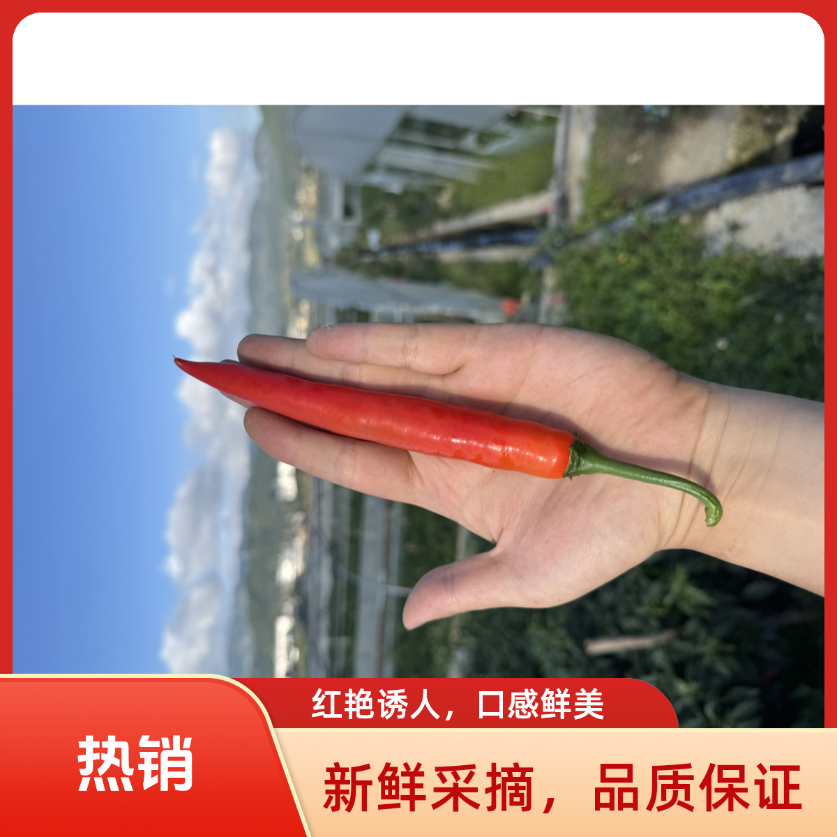 新鲜现摘美人辣椒用于泡椒剁椒优质蔬菜辣椒