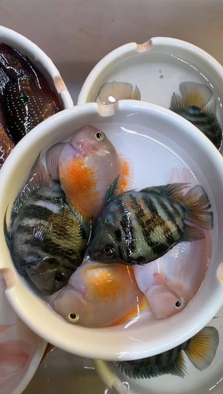 红宝石鱼4备损1迷你鹦鹉