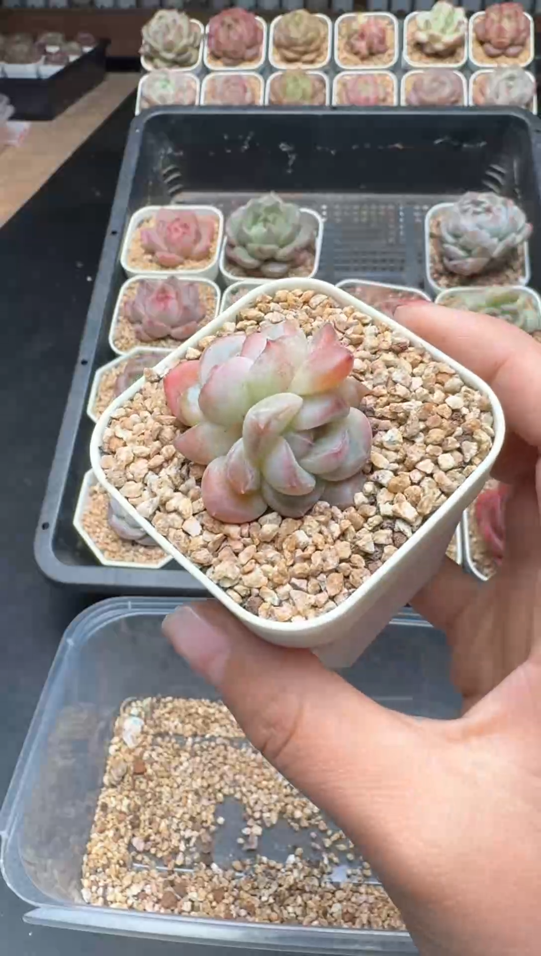 【闪购商品】573A号一物一拍多肉花卉植物拍3颗起发