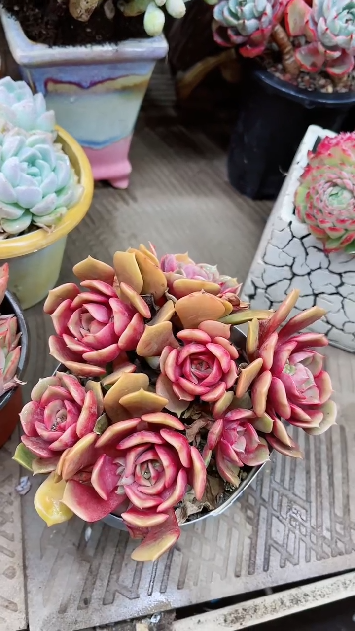 【闪购商品】13015