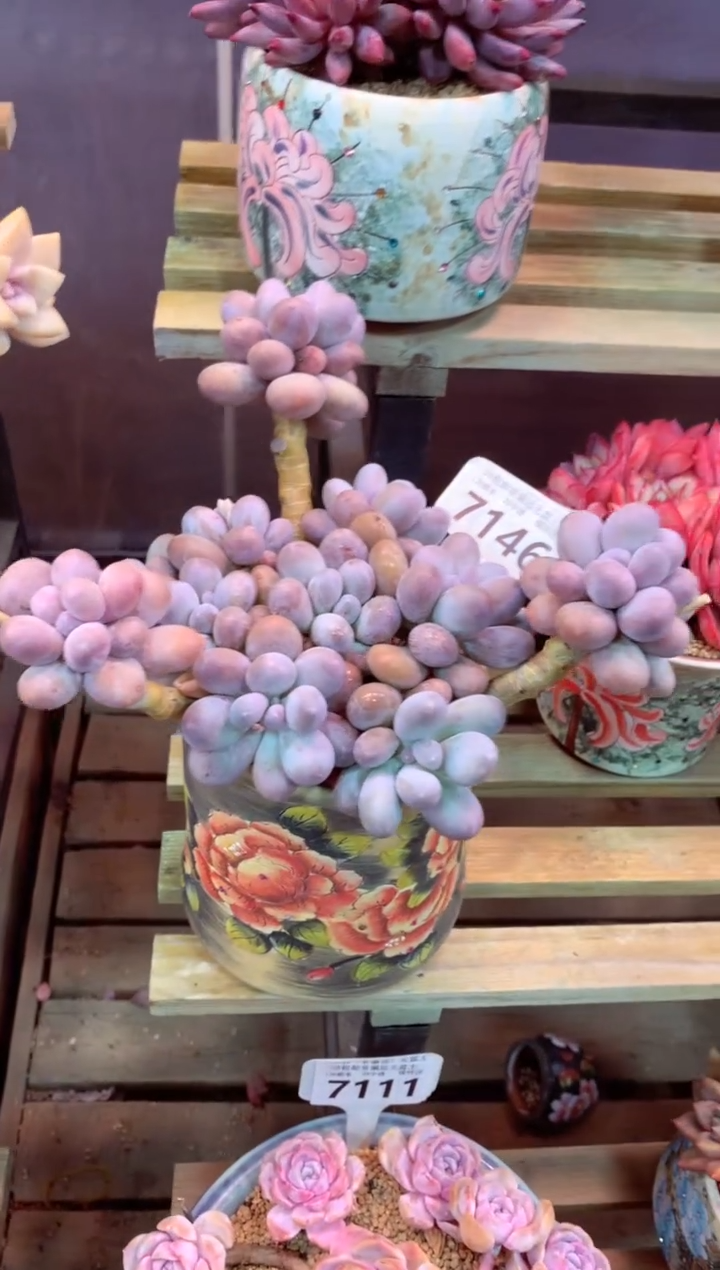 7146（一物一拍，精品多肉，w所见即所得 ）