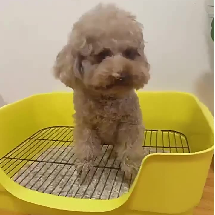狗狗厕所大型中型小型犬专用加高防踩屎清洁便盆宠物用品