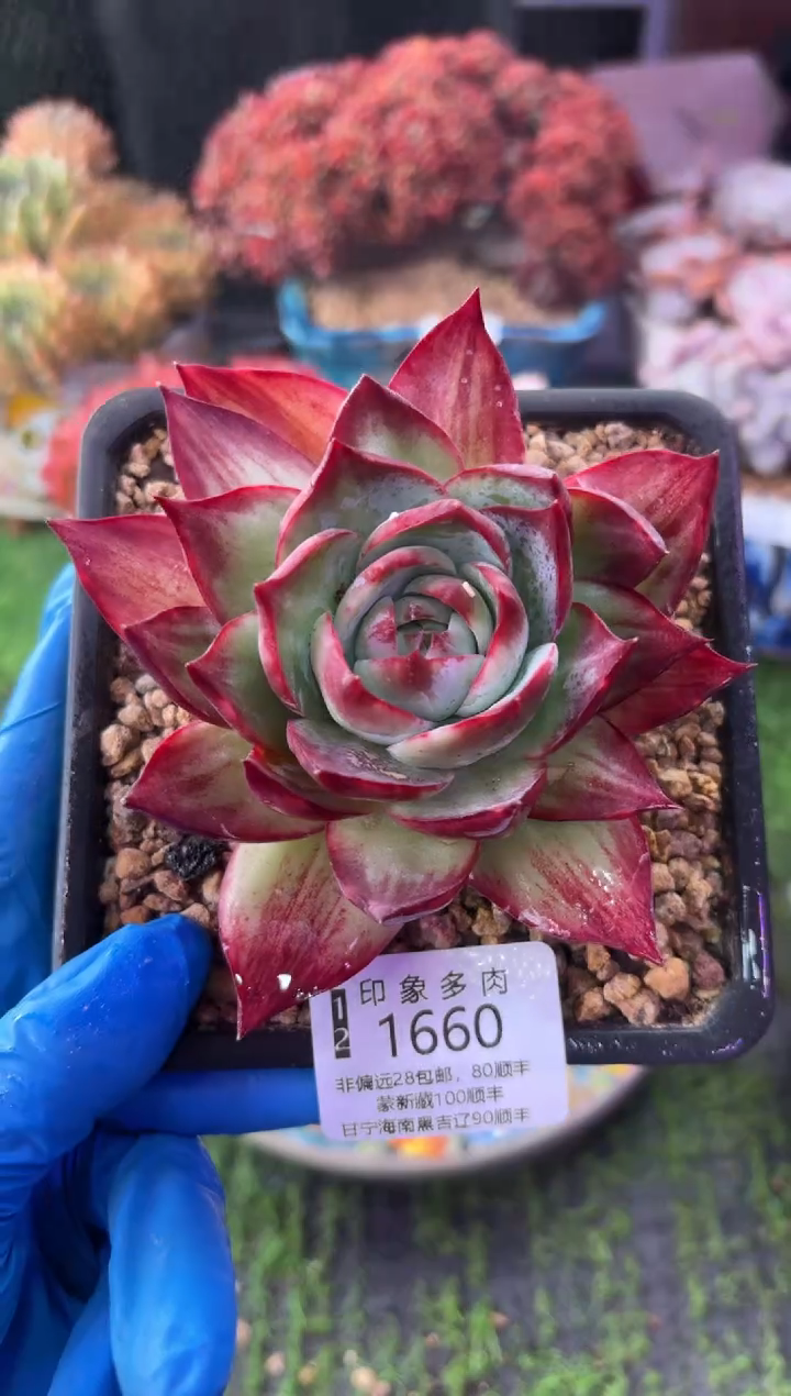 昆明印象多肉1660