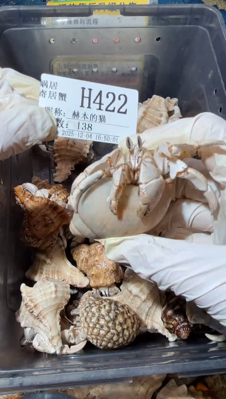赫**猫蜗居异宠422红海