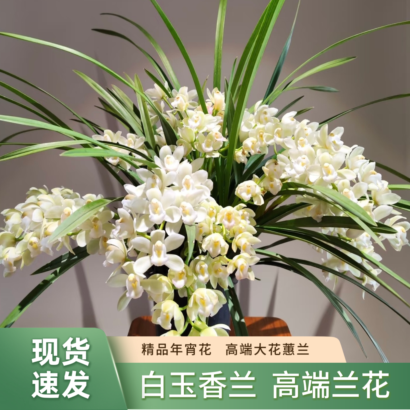 【白玉香兰】高端室内大花惠兰年宵花带香味花期长