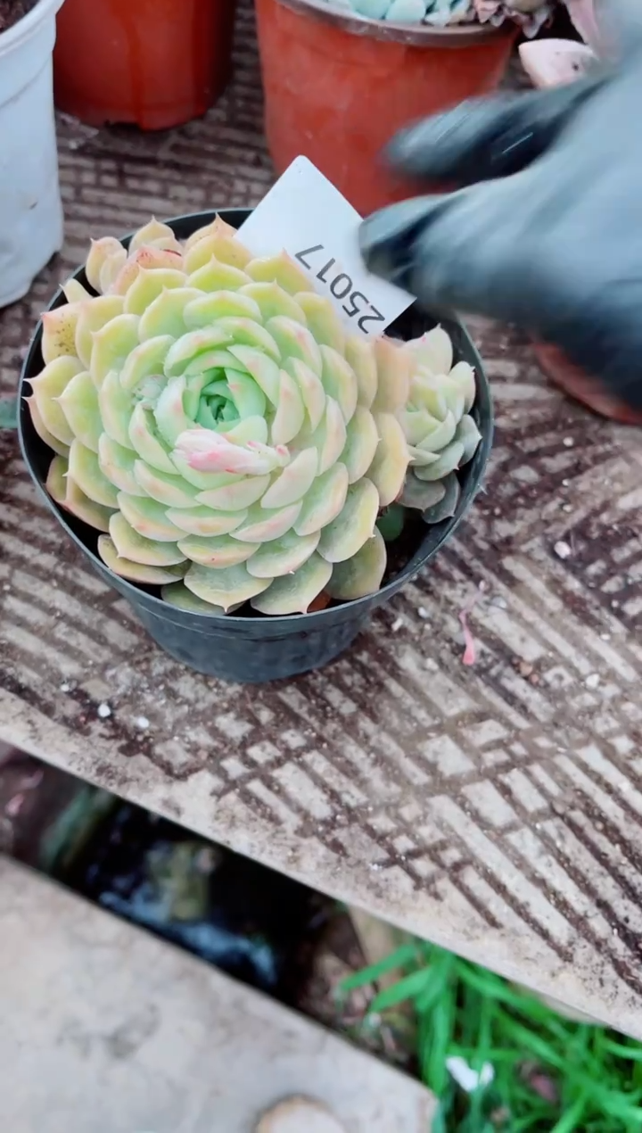 <****>跃跃精品多肉25017