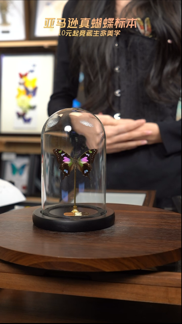 玫瑰青凤蝶小号玻璃罩