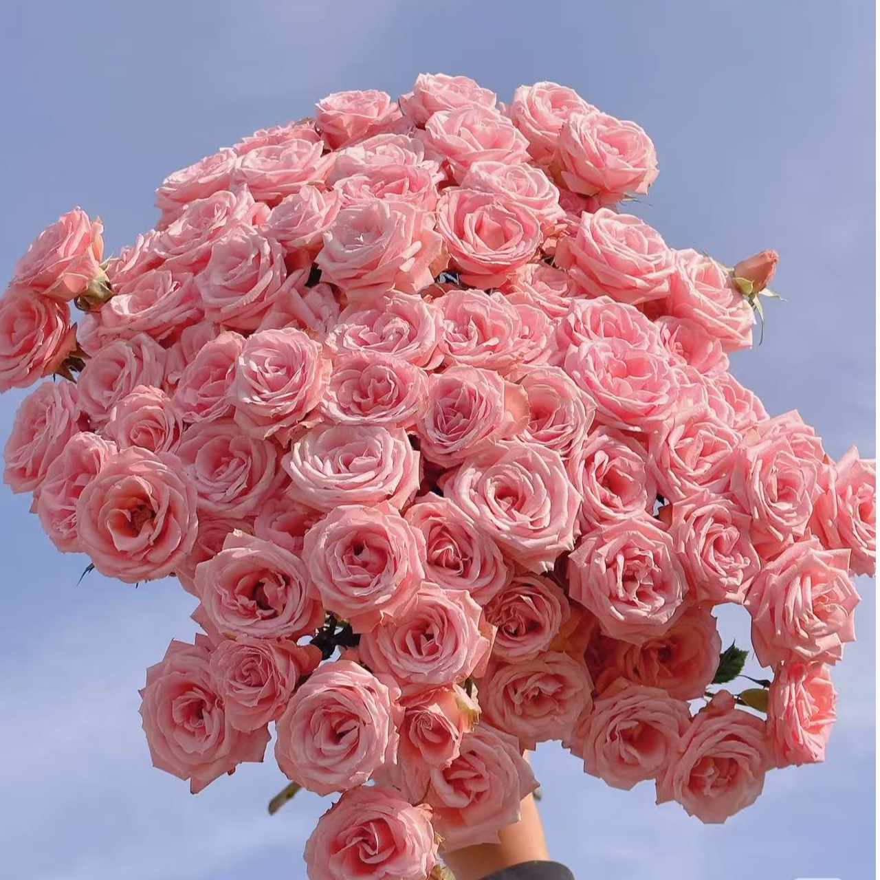 露露公主多头玫瑰：同一地址任意两单送配草