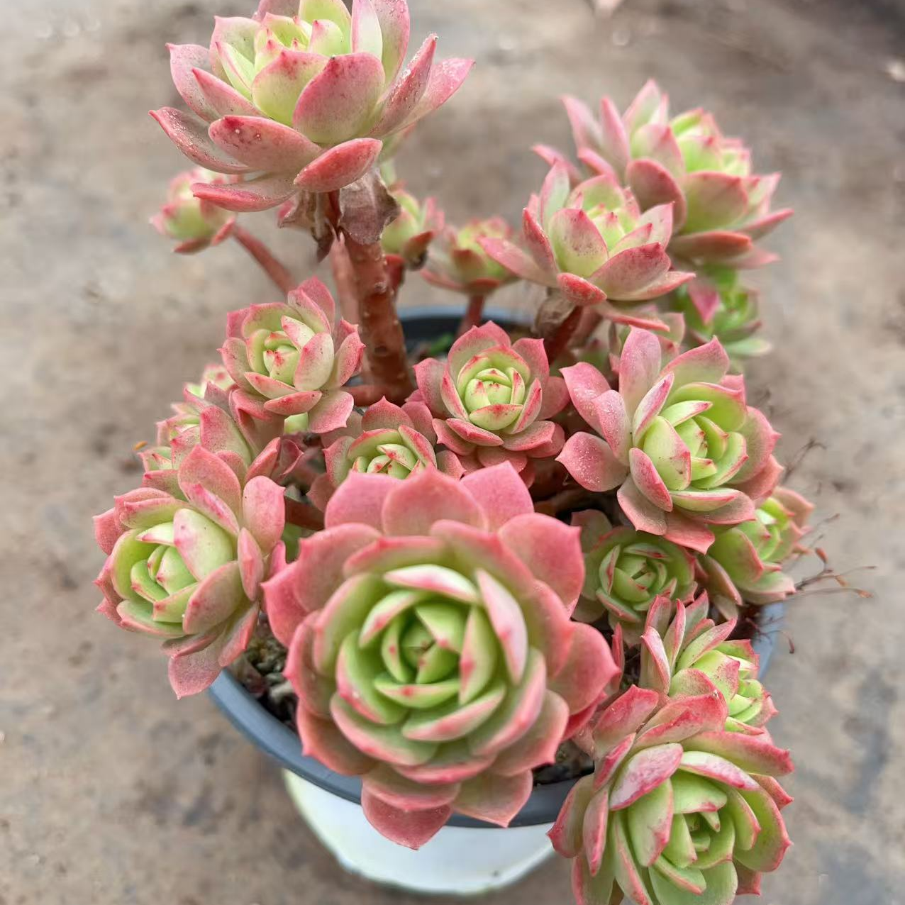 绿蔷薇多头群生 多肉满18包邮