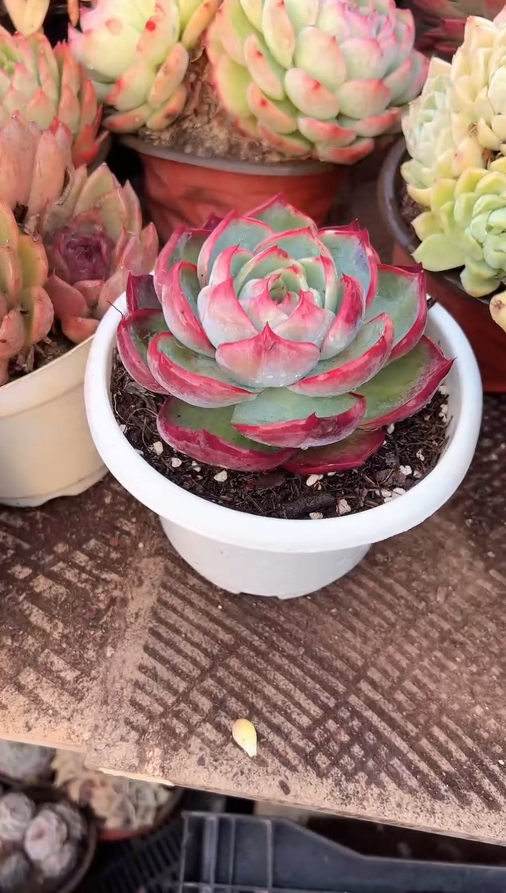 婷*多肉植物一物一拍13300