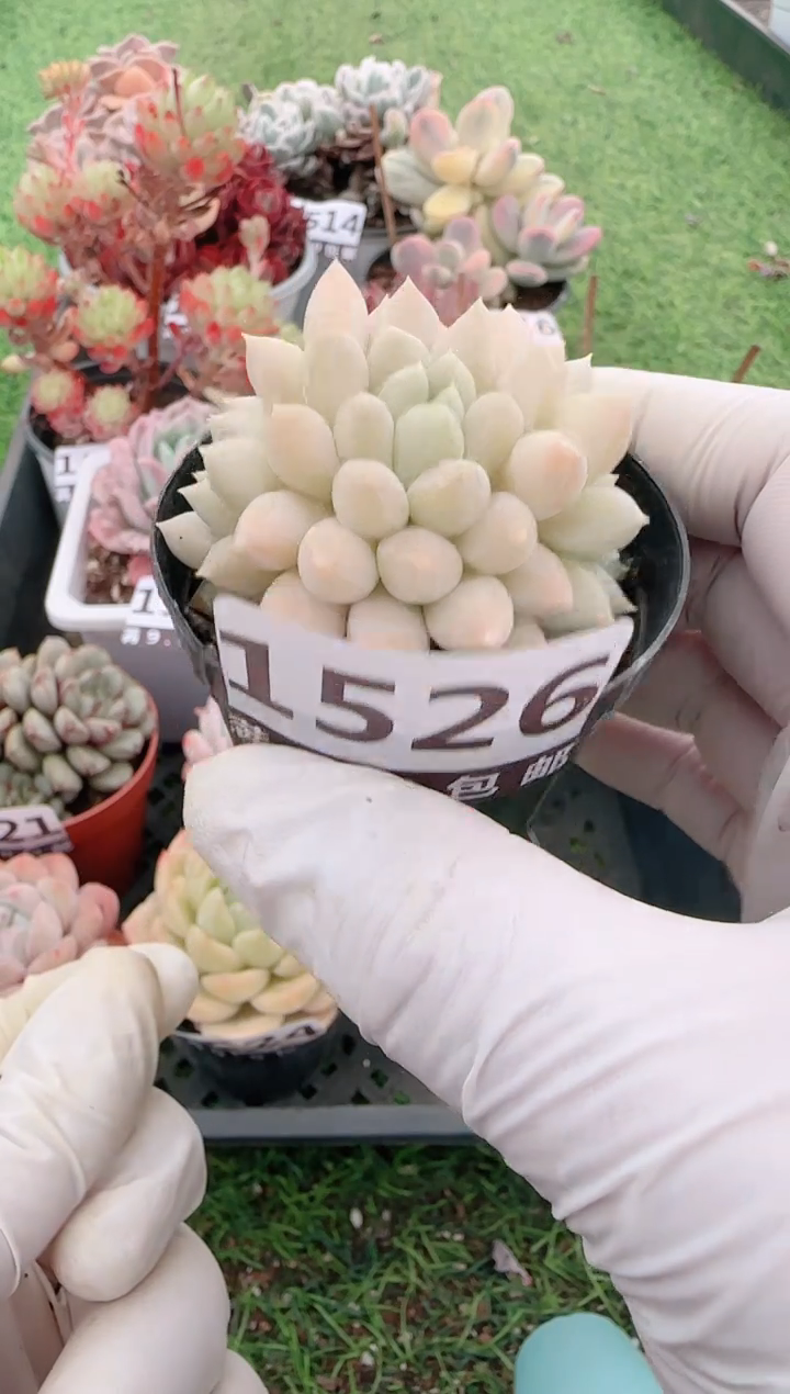 【闪购商品】信服多肉一物一拍