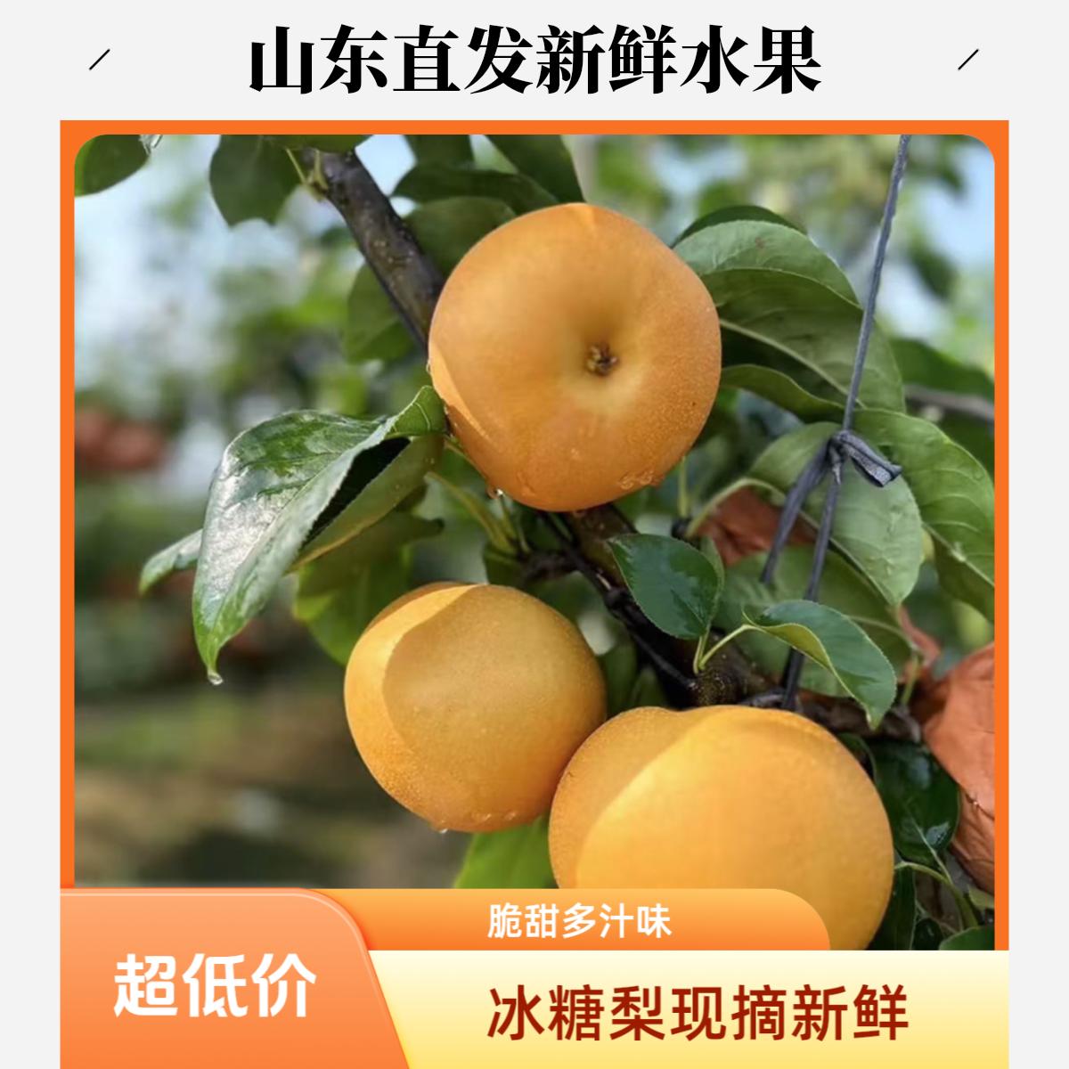 冰糖梨新鲜当季现摘脆甜多汁整箱细嫩化渣产地直发山东省