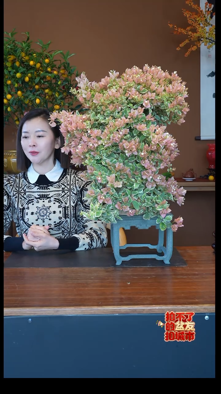 全部花朵少女心三角梅盆景盆景