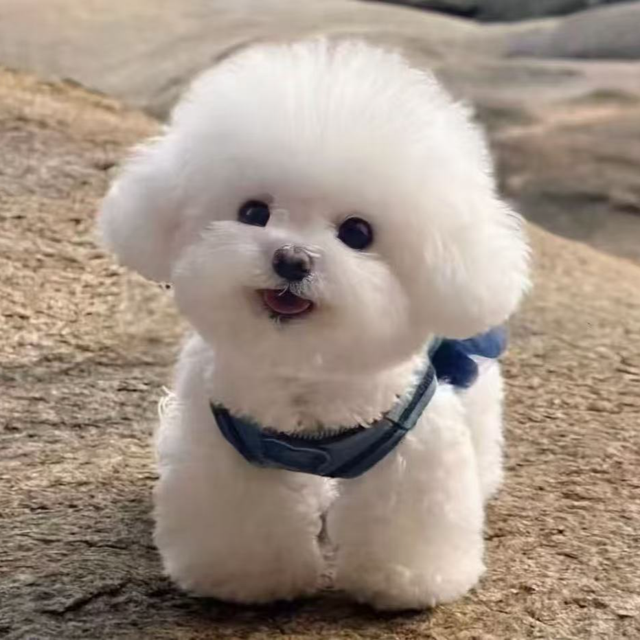 活体宠物狗狗通用链接下单联系客服狗狗直播泰迪狗狗出售