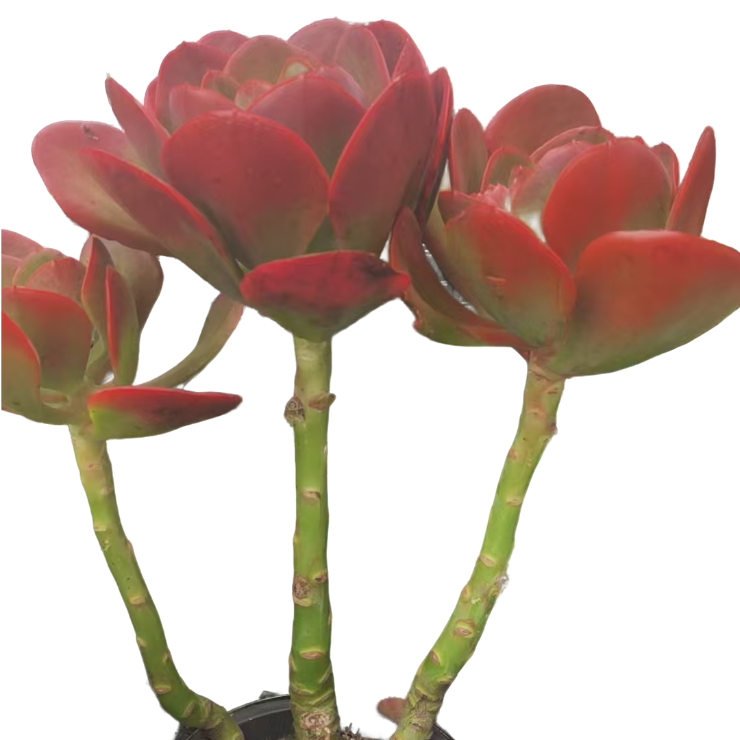 精品多肉 大唐玫瑰