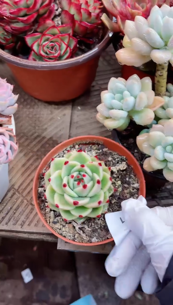 【闪购商品】23001