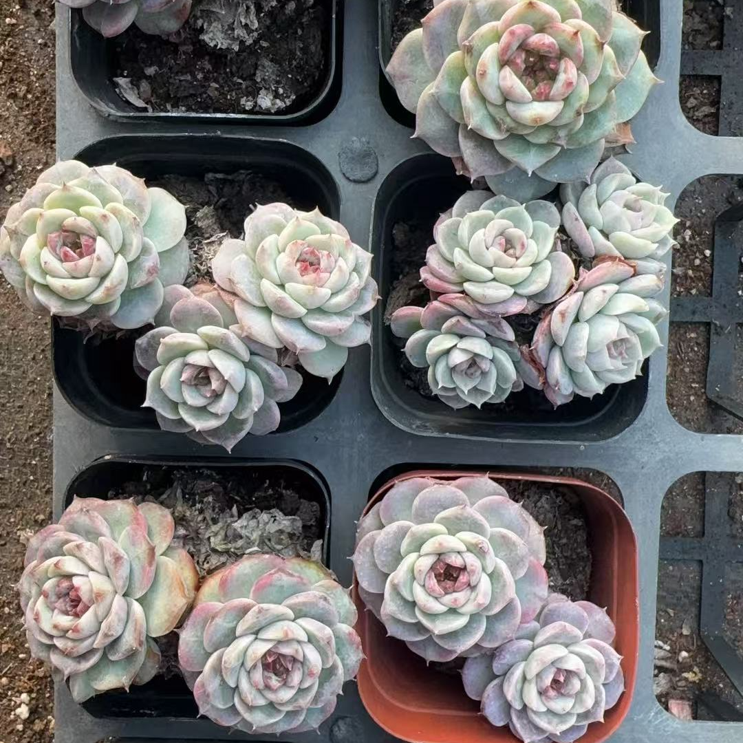 天鹅绒多肉（以直播间展示为准）