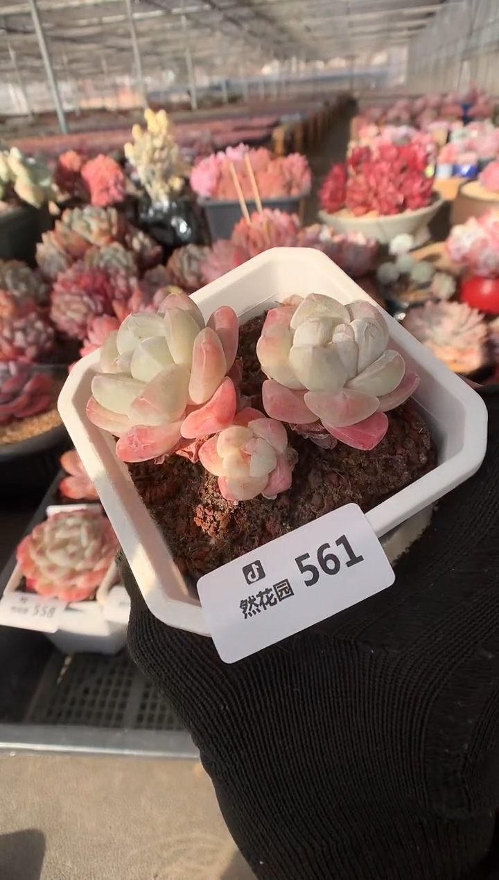 561冰玉多肉植物一物一拍