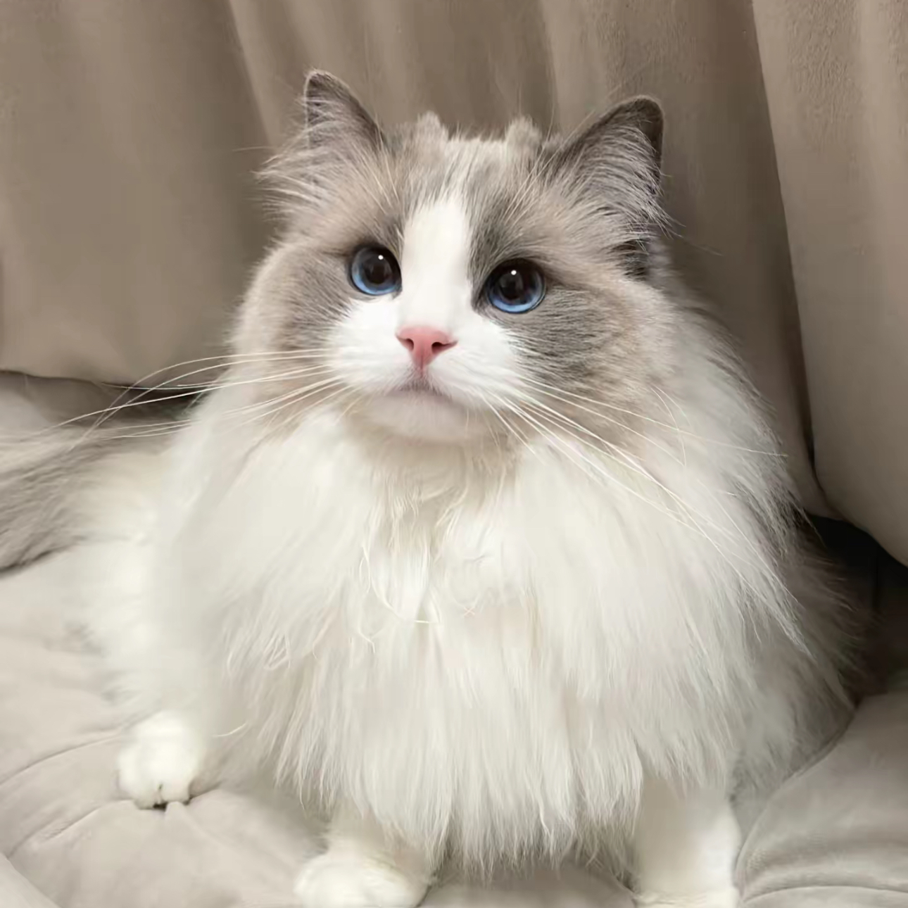 【小宛】专属猫猫活体链接