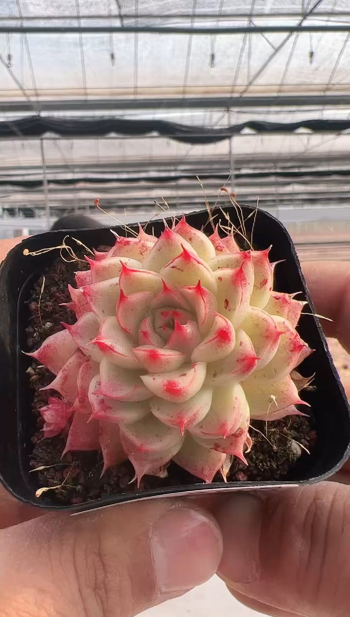 【闪购商品】新款多肉-290