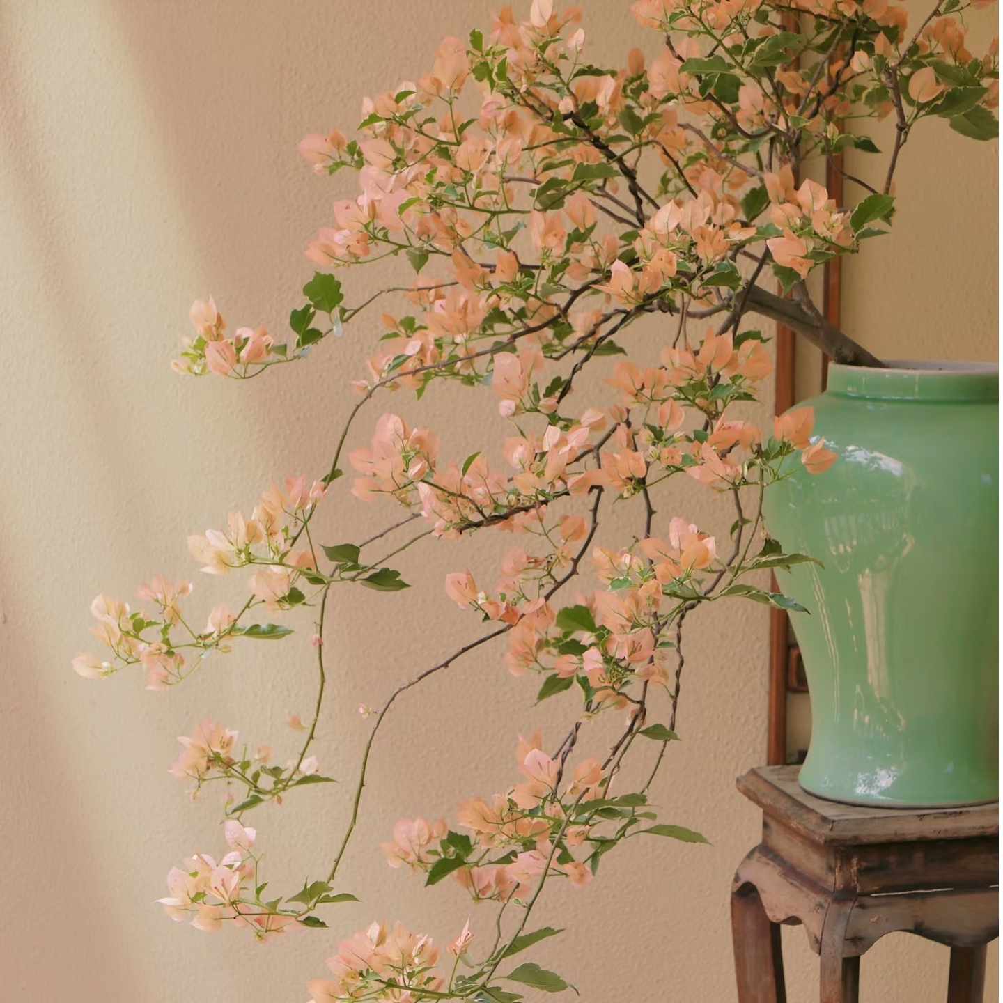 【一物一拍】三角梅基地盆栽造型彩花四季开花勤花易种植老桩嫁接