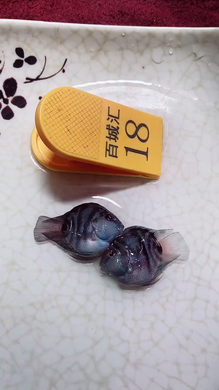 鹦鹉鱼3000000000000000000
