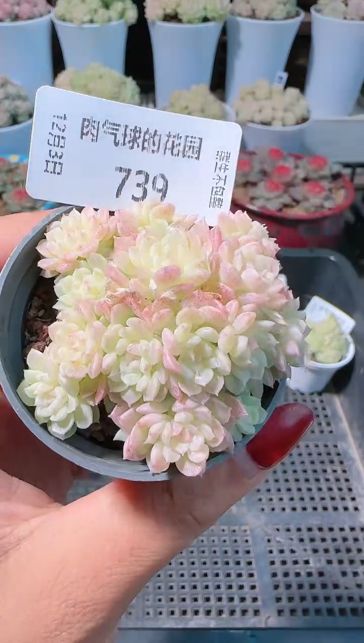 1203-739决绝多肉群生不包整