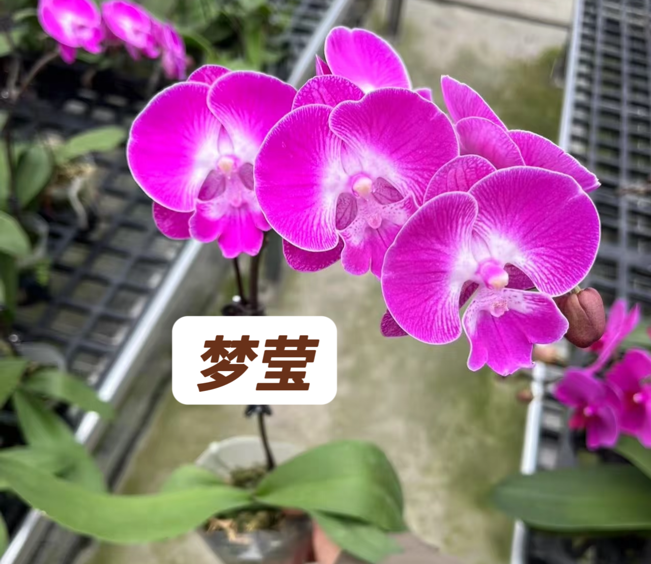 蝴蝶兰-【梦莹】苗子3.5寸加高杯原杯发（无花无梗）