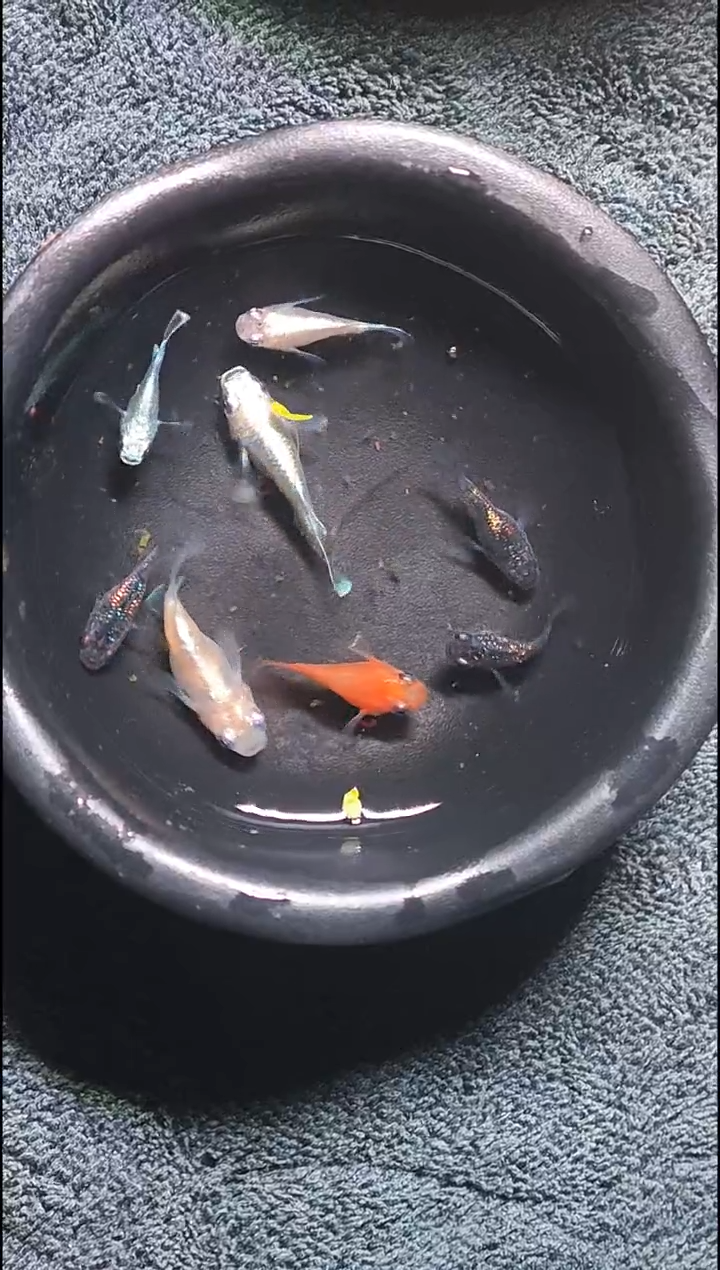 青鳉鱼观背青鳉21