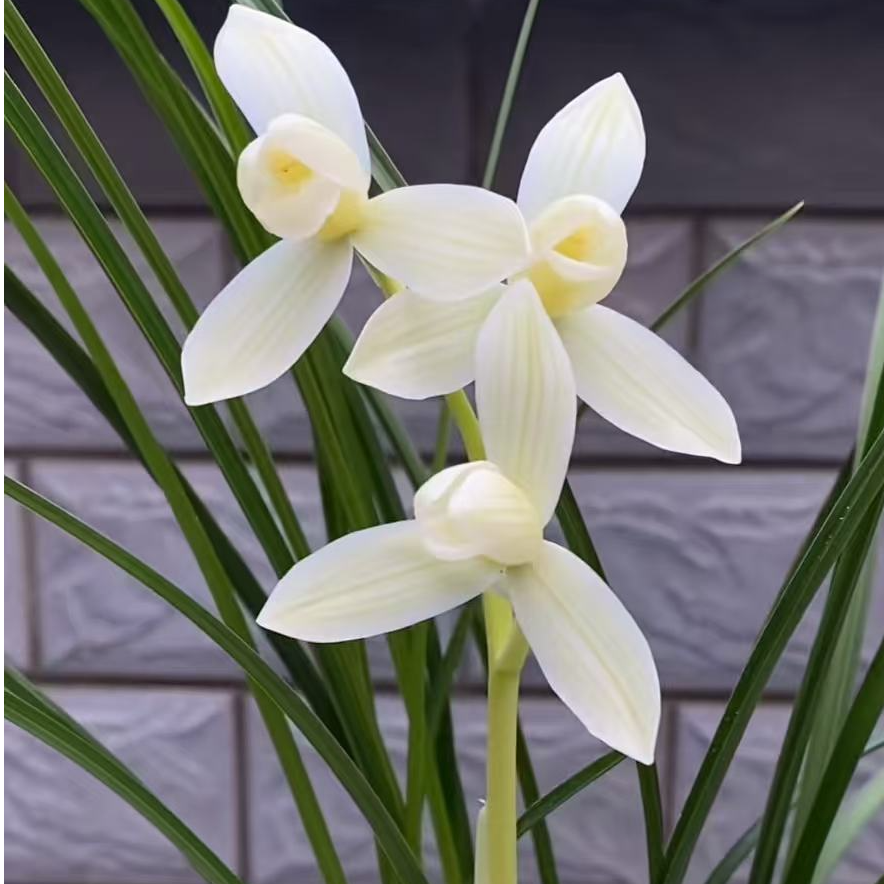 古北壹号优选【永怀素】带花苞莲瓣兰开花浓香花卉直播兰花直播