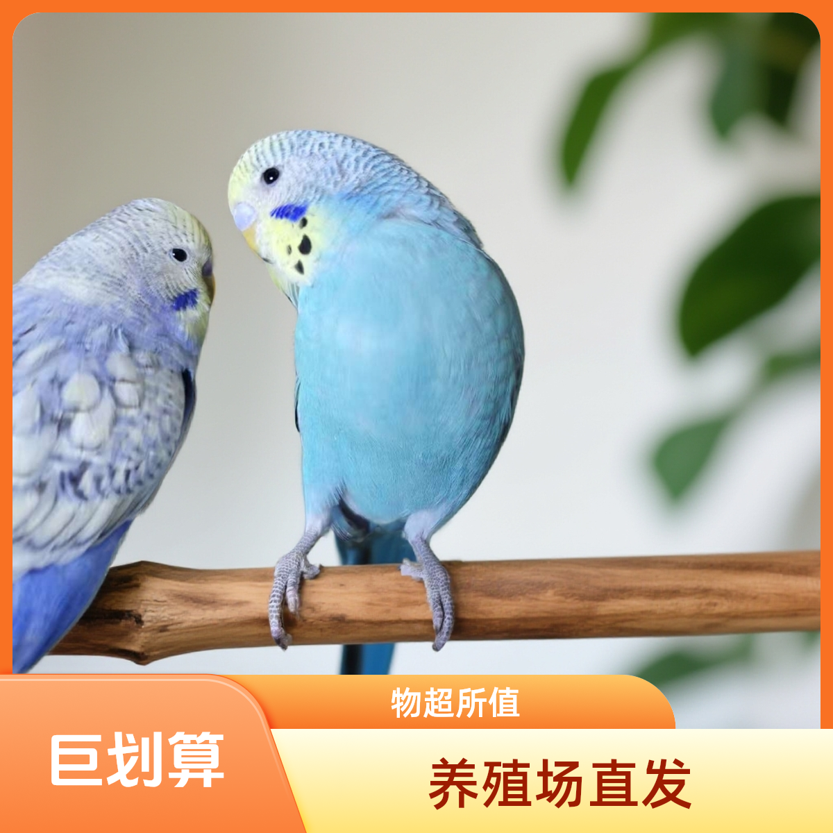  大头虎皮鹦鹉活鸟适合家养可繁殖观赏亲人