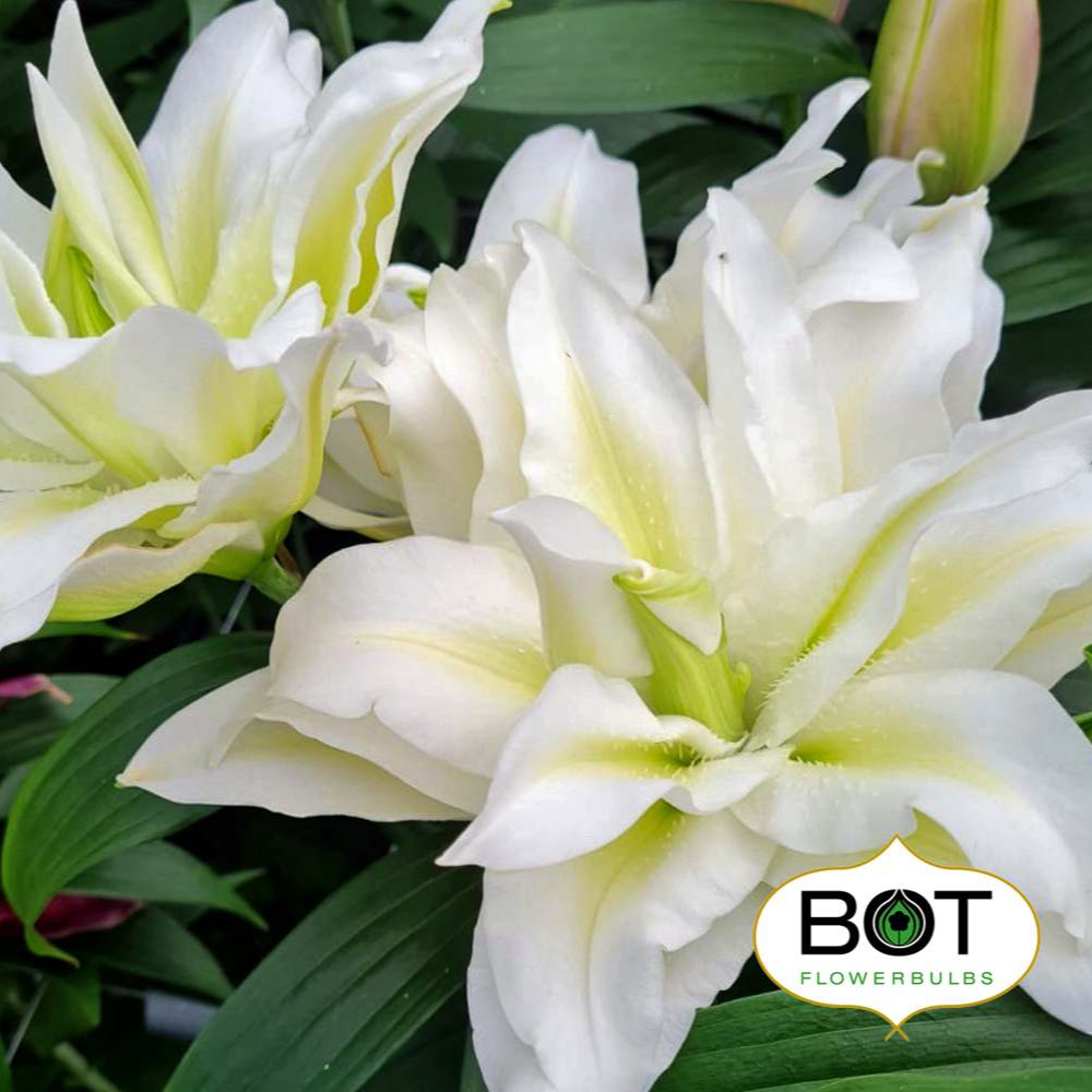 1颗百合种球【小清新18-20】重瓣百合庭院阳台