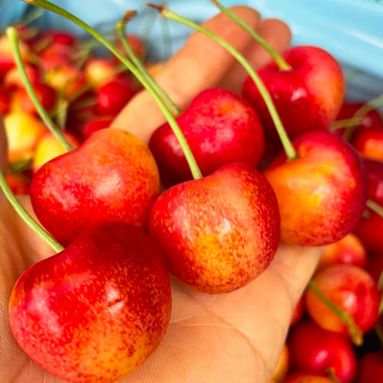 【顺丰空运】吉制海运雷尼尔黄车(加红)1-4J原箱4.4斤，内附果径卡