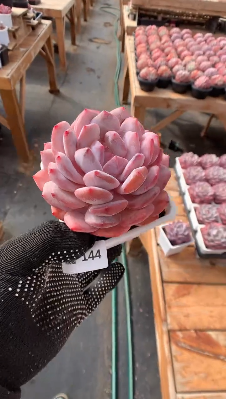 144韩橙橙子多肉植物一物一拍