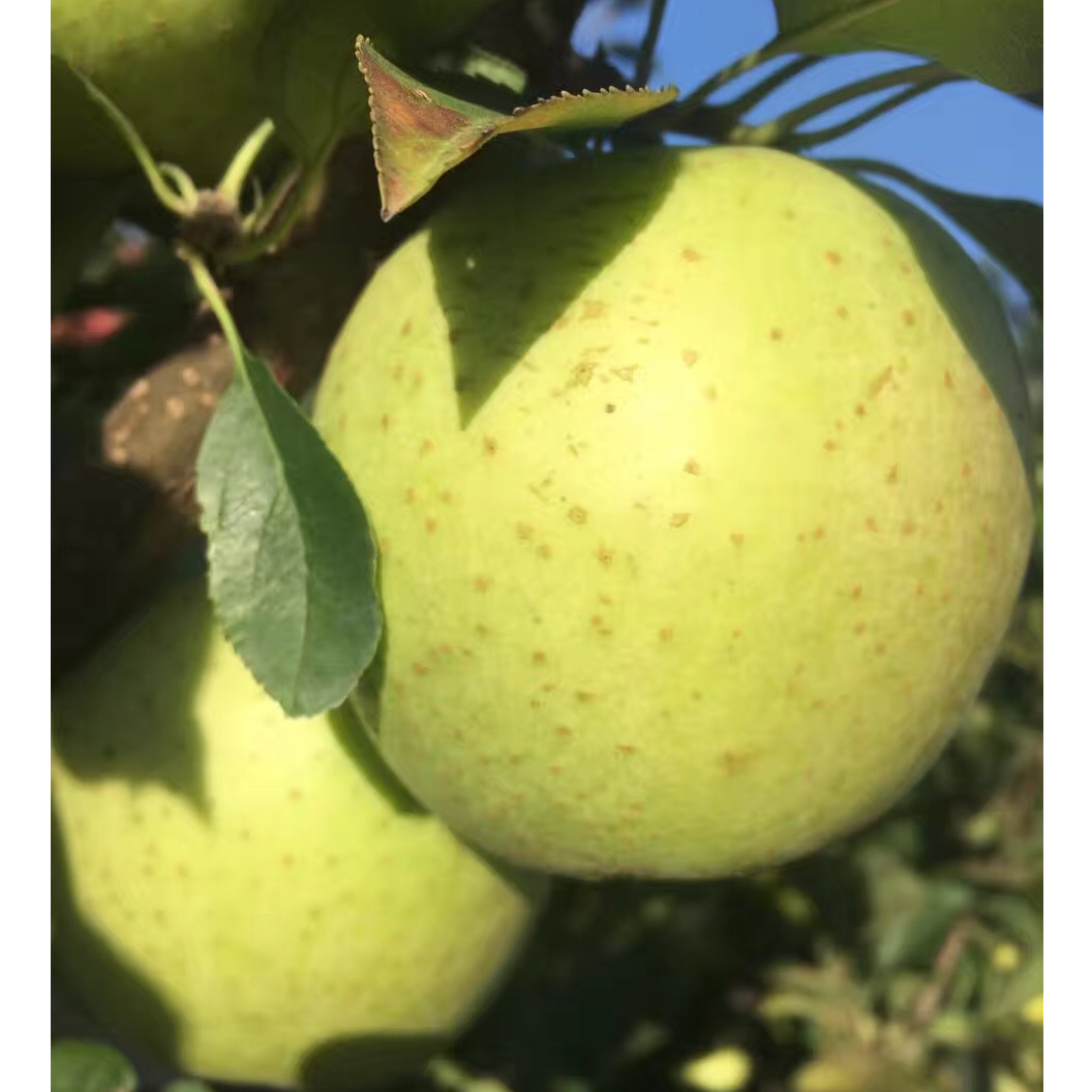 【1箱】王林苹果 带箱9斤-10斤 仅限大同平城区 云冈区可拍