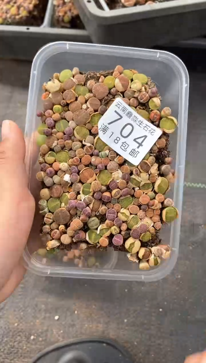 704特价彩混切糕有瑕疵发货1盒