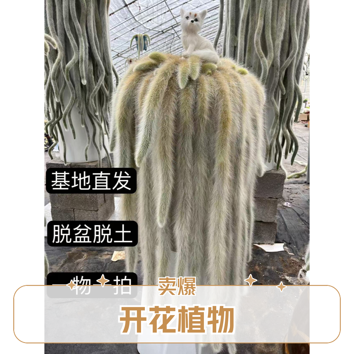 【一物一拍，以实物为准】精品仙仙的长毛九尾狐开花植物